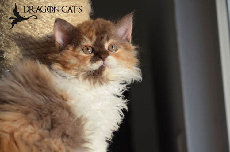 Shiloh Pitt Dragon Cat's04.11 (6).jpg